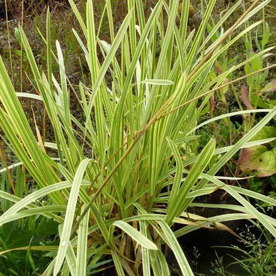 Glyceria maxima Variegata - Glycerie panachée Godet de 8/9 cm