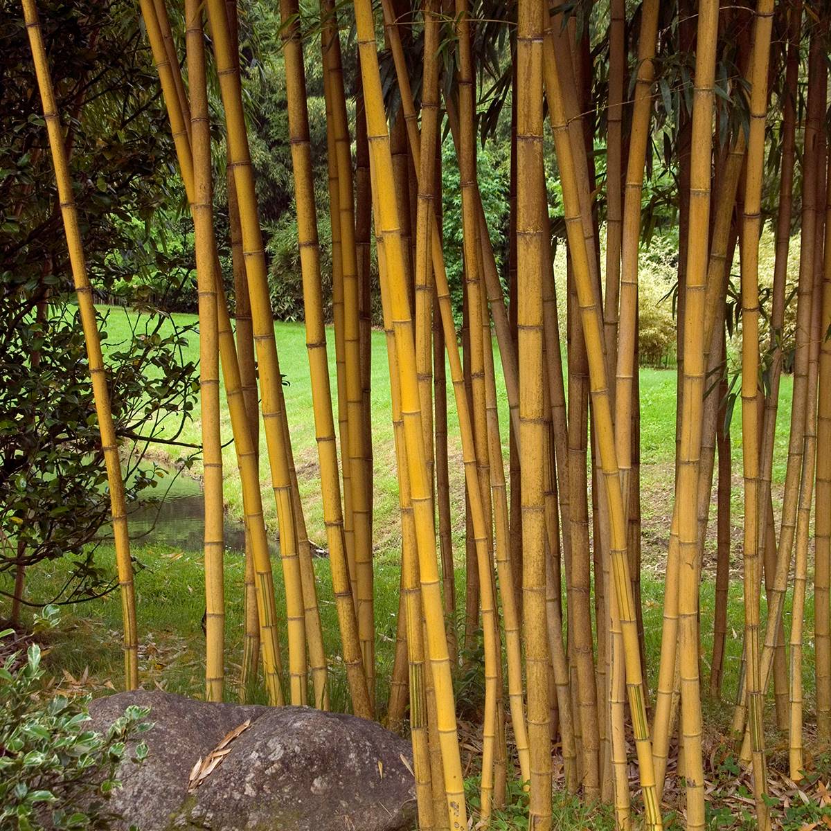 Promesse de Fleurs - Phyllostachys vivax Aureocaulis - Bambou géant Pot de 4L/5L