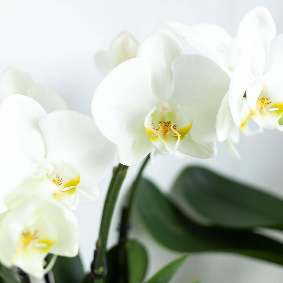 La Green Touch - Orchidée blanche - Ø12cm - plante d'intérieur 45cm - Plante d'intérieur- La Green Touch - Imagen 5