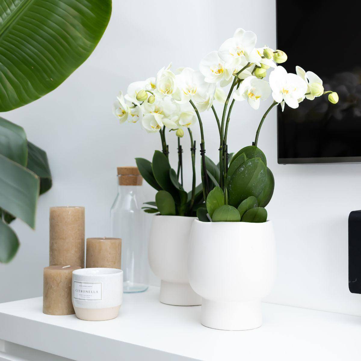 La Green Touch - Orchidée blanche - Ø12cm - plante d'intérieur 45cm - Plante d'intérieur- La Green Touch - Imagen 2