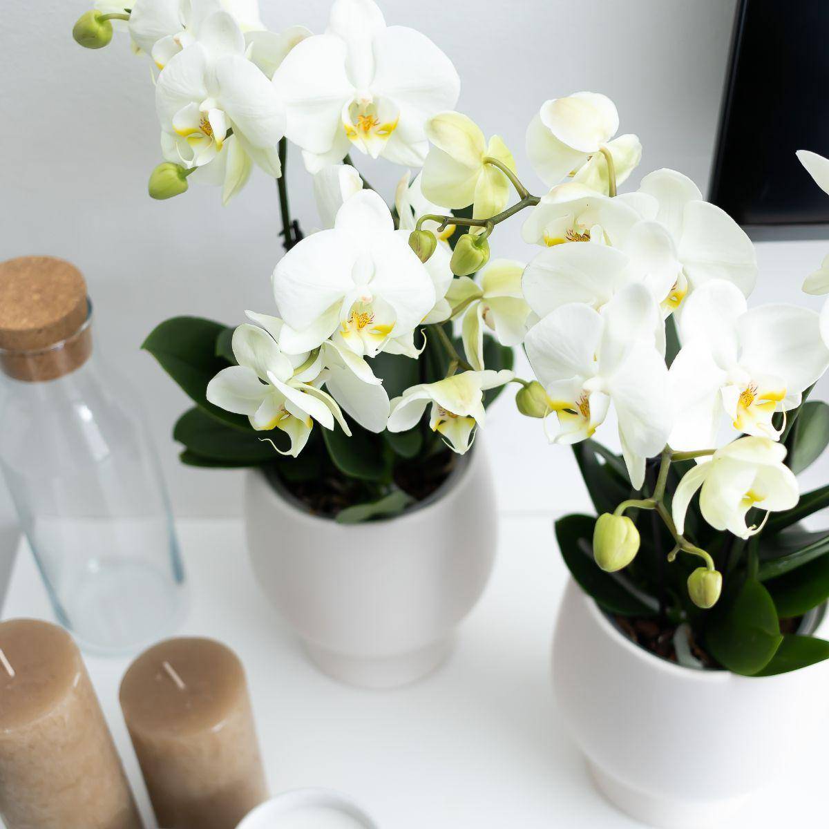 La Green Touch - Orchidée blanche - Ø12cm - plante d'intérieur 45cm - Plante d'intérieur- La Green Touch - Imagen 3