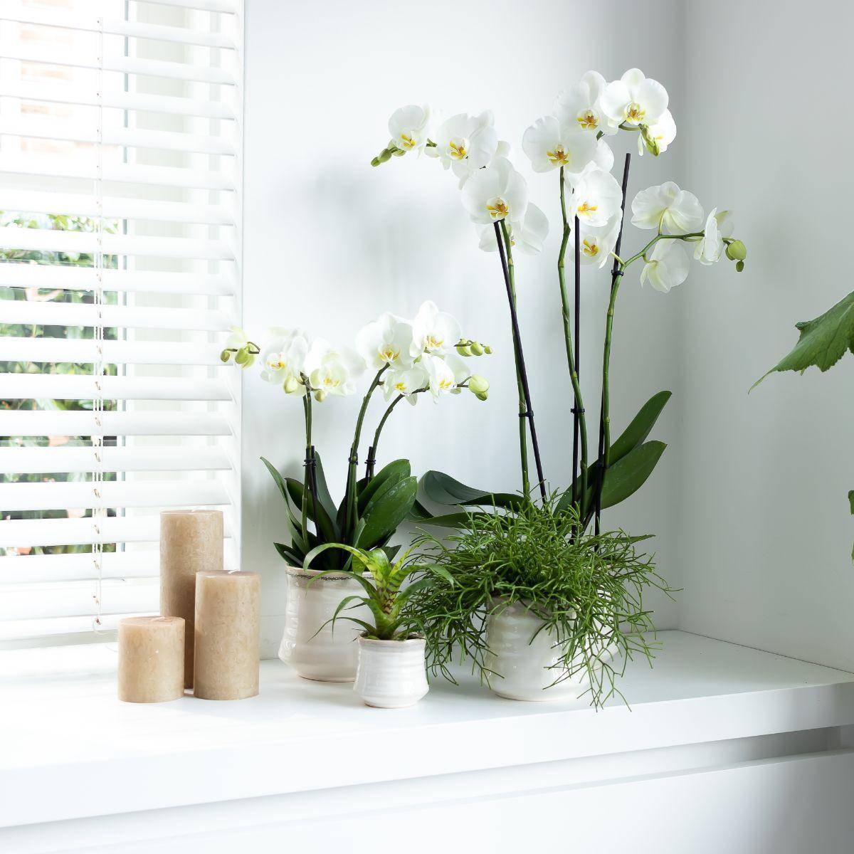 La Green Touch - Orchidée blanche - Ø12cm - plante d'intérieur 45cm - Plante d'intérieur- La Green Touch - Imagen 4