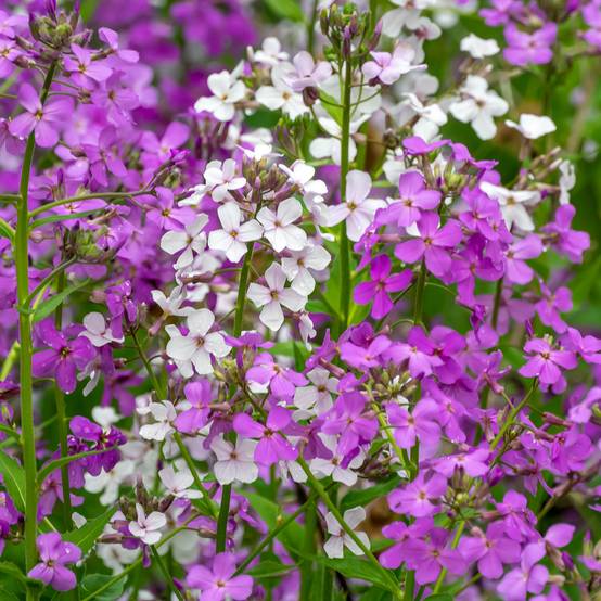 Julienne Mix Graines de Julienne des Dames Mix - Hesperis matronalis le sachet de ...