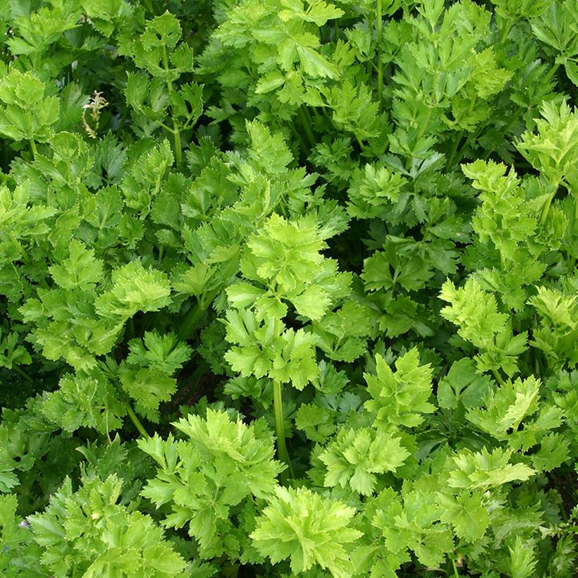 Promesse de Fleurs - Celeri à couper BIO le sachet de 500 graines environ (0,3g)