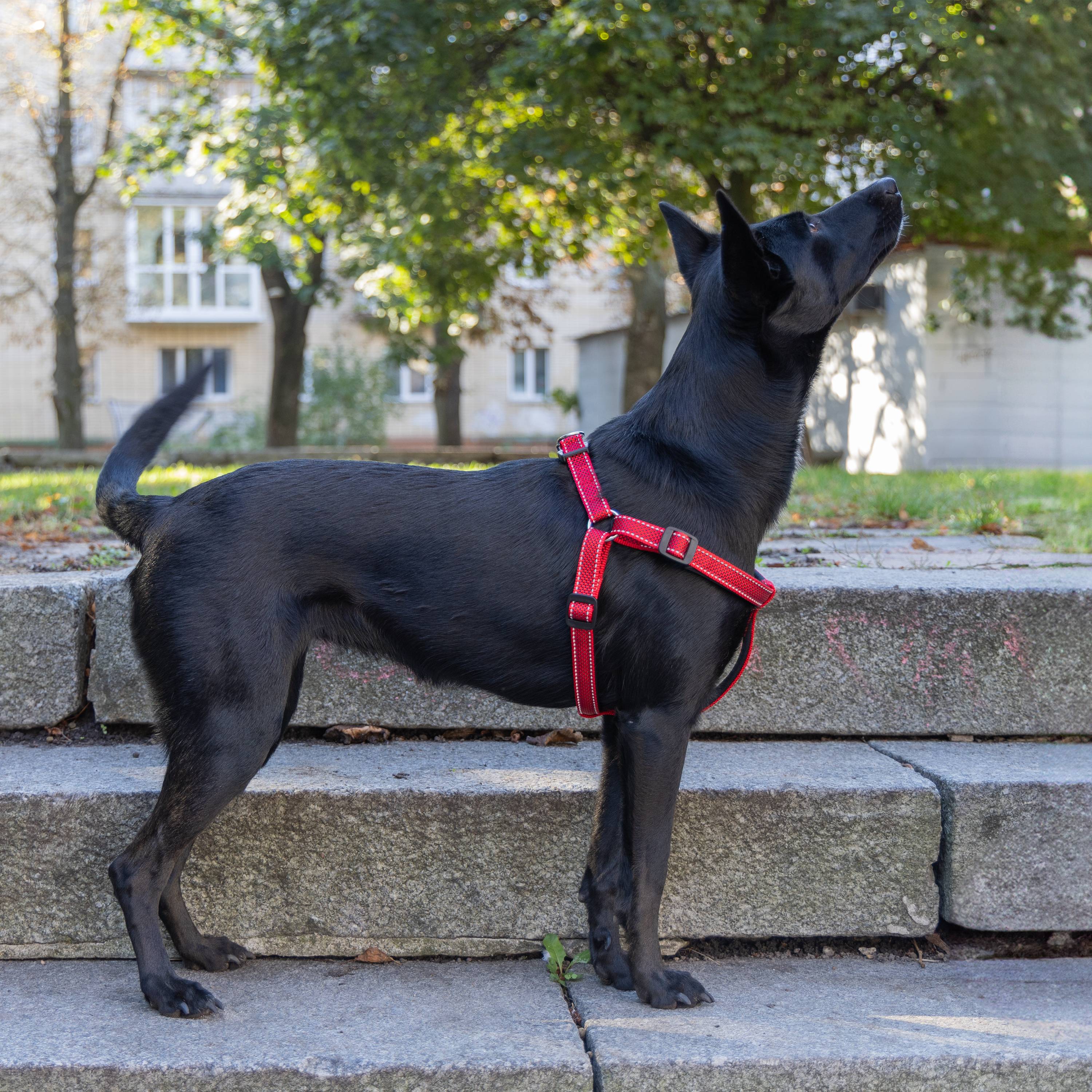 Ferplast - Harnais pour Chiens de Taille Moyenne-Grande Réfléchissant DAYTONA DELUXE LARGE, Rembourré, Rouge-Noir - Imagen 3