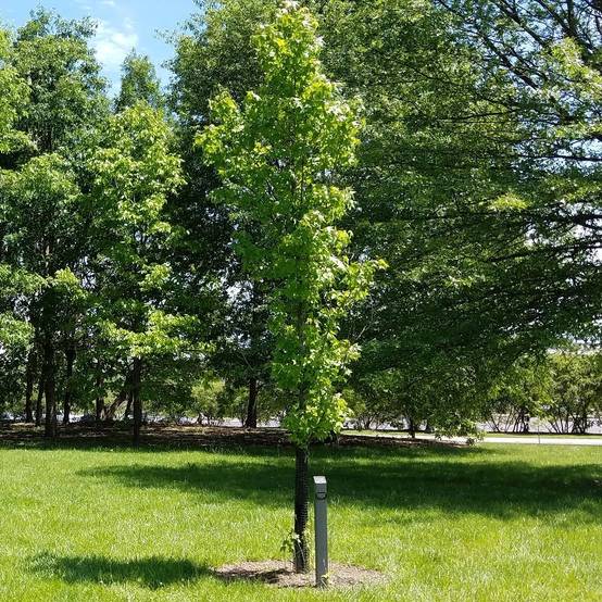 Promesse de Fleurs - Liquidambar styraciflua Slender Silhouette - Copalme d'Amérique Pot de 7,5L/10L - Image 1