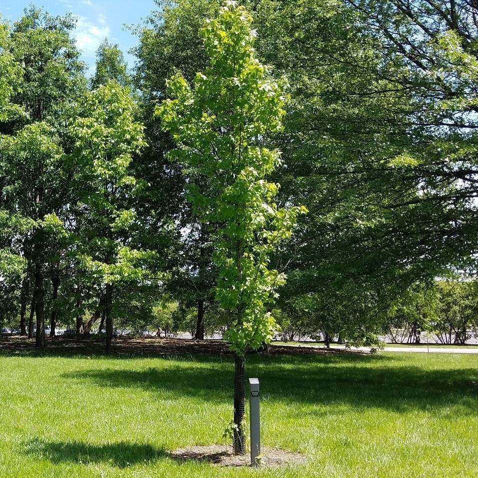 Promesse de Fleurs - Liquidambar styraciflua Slender Silhouette - Copalme d'Amérique Pot de 7,5L/10L - Image 1