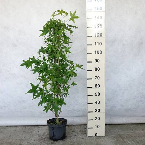 Promesse de Fleurs - Liquidambar styraciflua Slender Silhouette - Copalme d'Amérique Pot de 7,5L/10L - Image 2