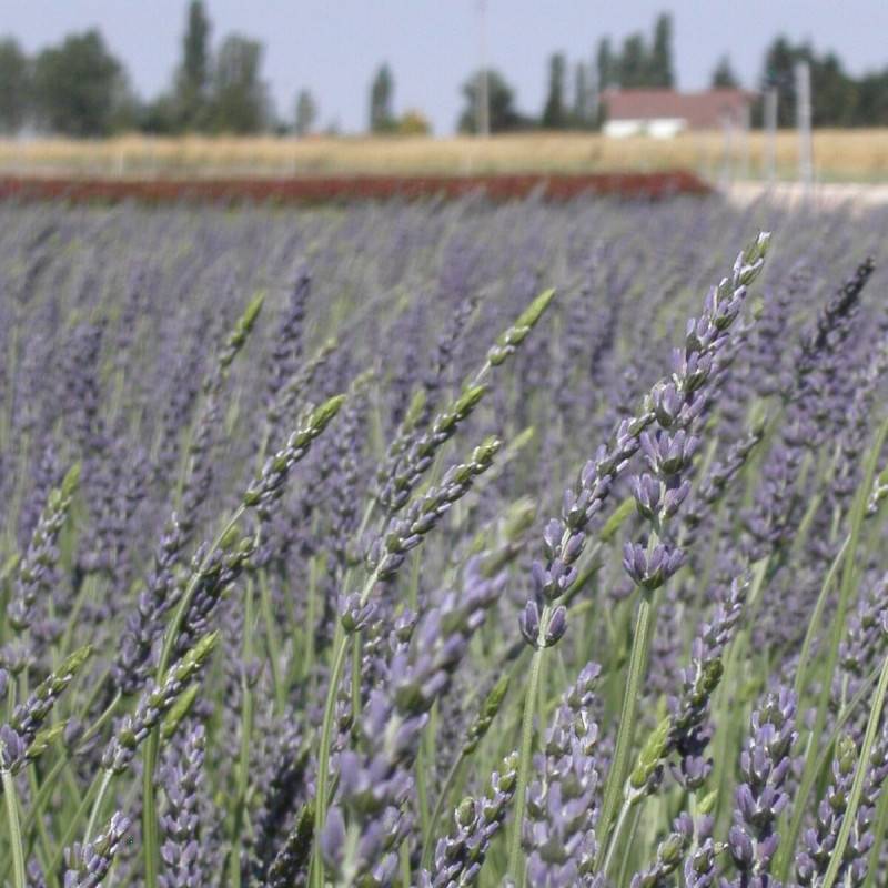 Lavande Grosso, Lavandin à fleurs Bleue - feuillage Persistant - Pot de 2,5L - 20/30 cm- hauteur à maturité De 0,50 m à 1,00 m - Image 9