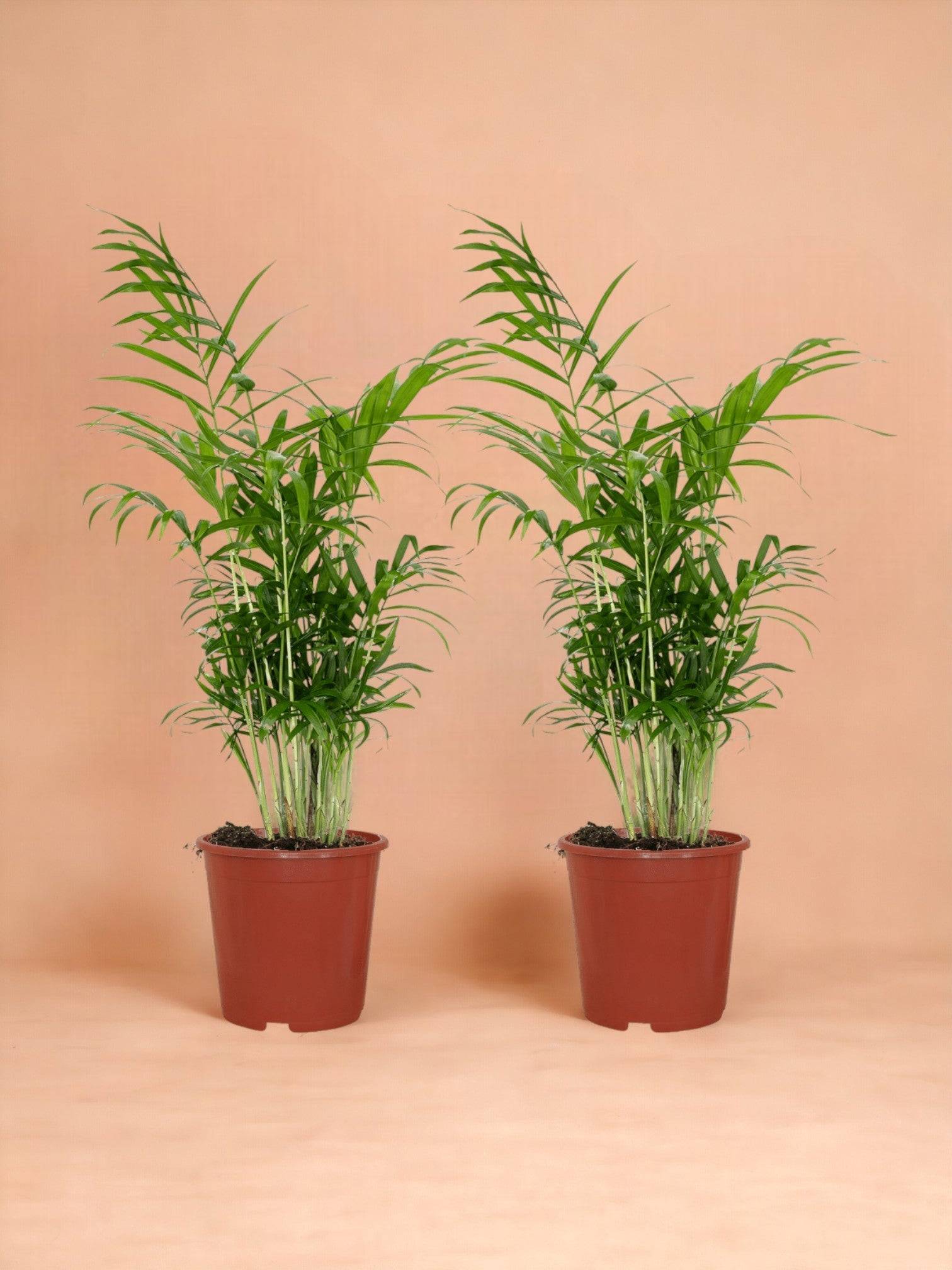 Chamaedorea Elegans (Palmier de Montagne Mexicain) - D17 H55cm