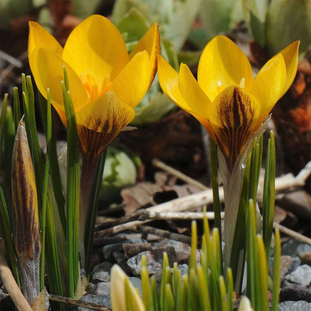 Promesse de Fleurs - Crocus chrysanthus Fuscotinctus Bulbe calibre 6+ (par 30)