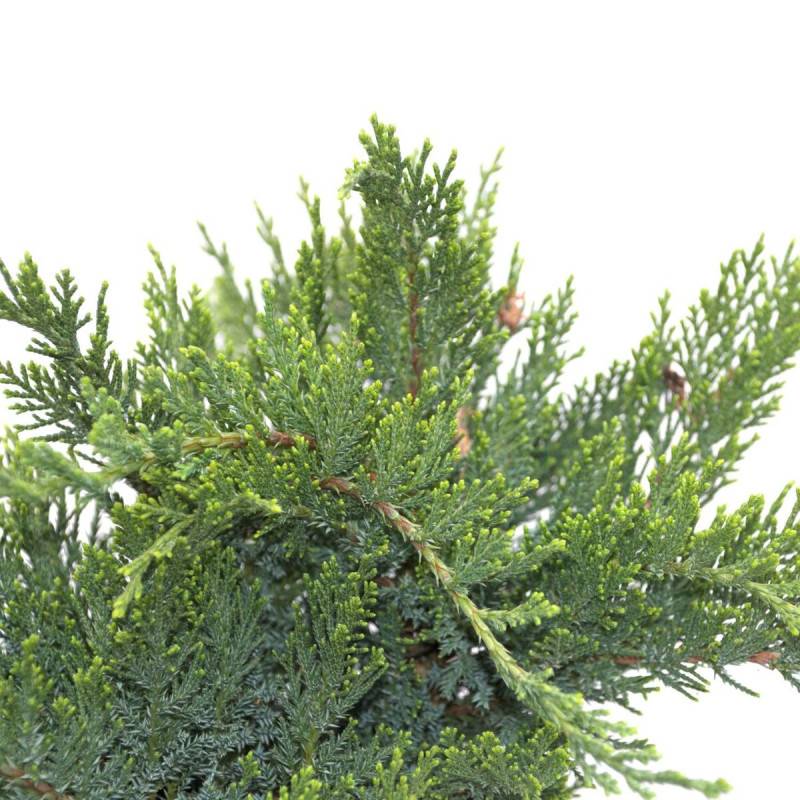 Genévrier sabine Tamariscifolia, Juniperus - Pot de 5L - 40/60 cm - Image 5