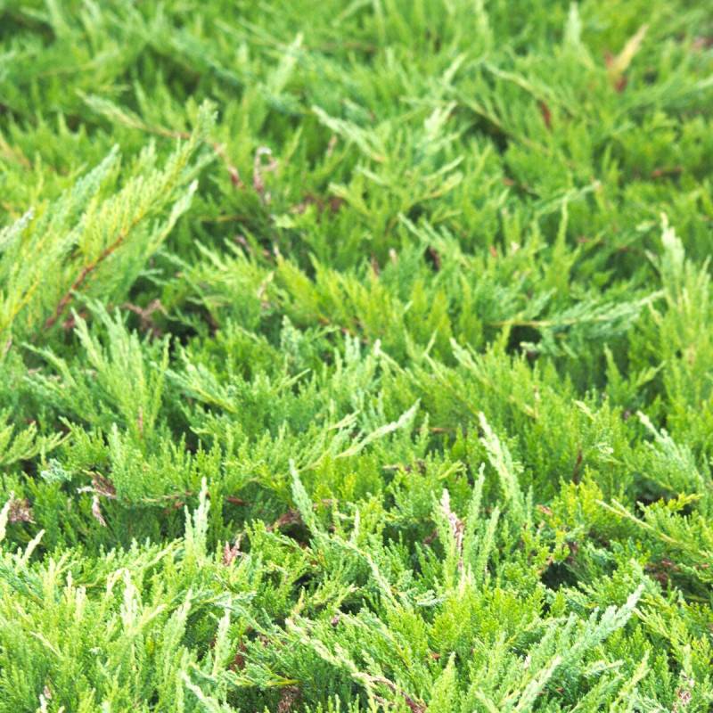 Genévrier sabine Tamariscifolia, Juniperus - Pot de 5L - 40/60 cm - Image 1