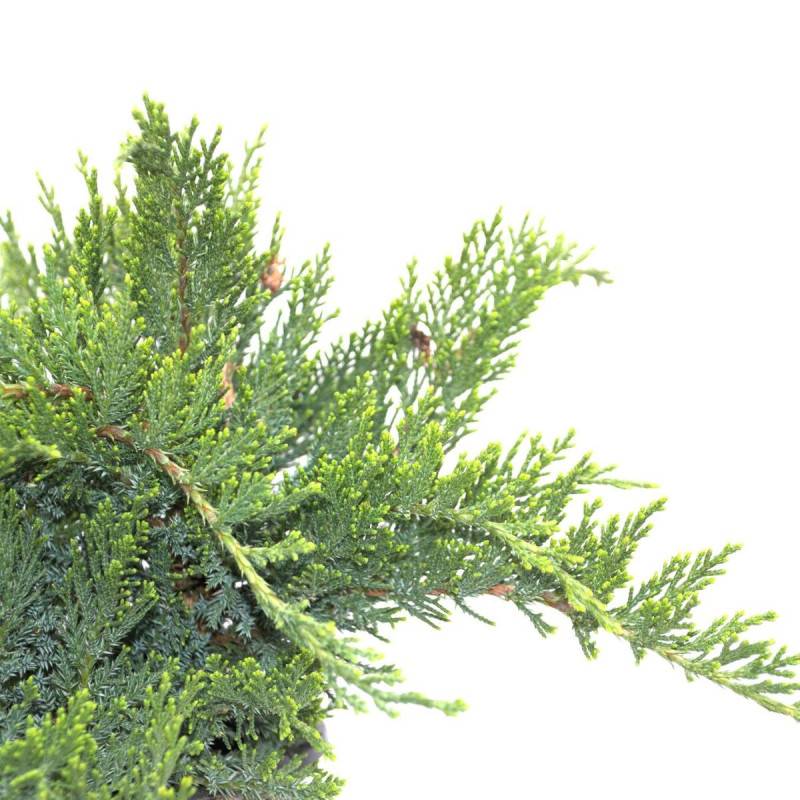 Genévrier sabine Tamariscifolia, Juniperus - Pot de 5L - 40/60 cm - Image 4