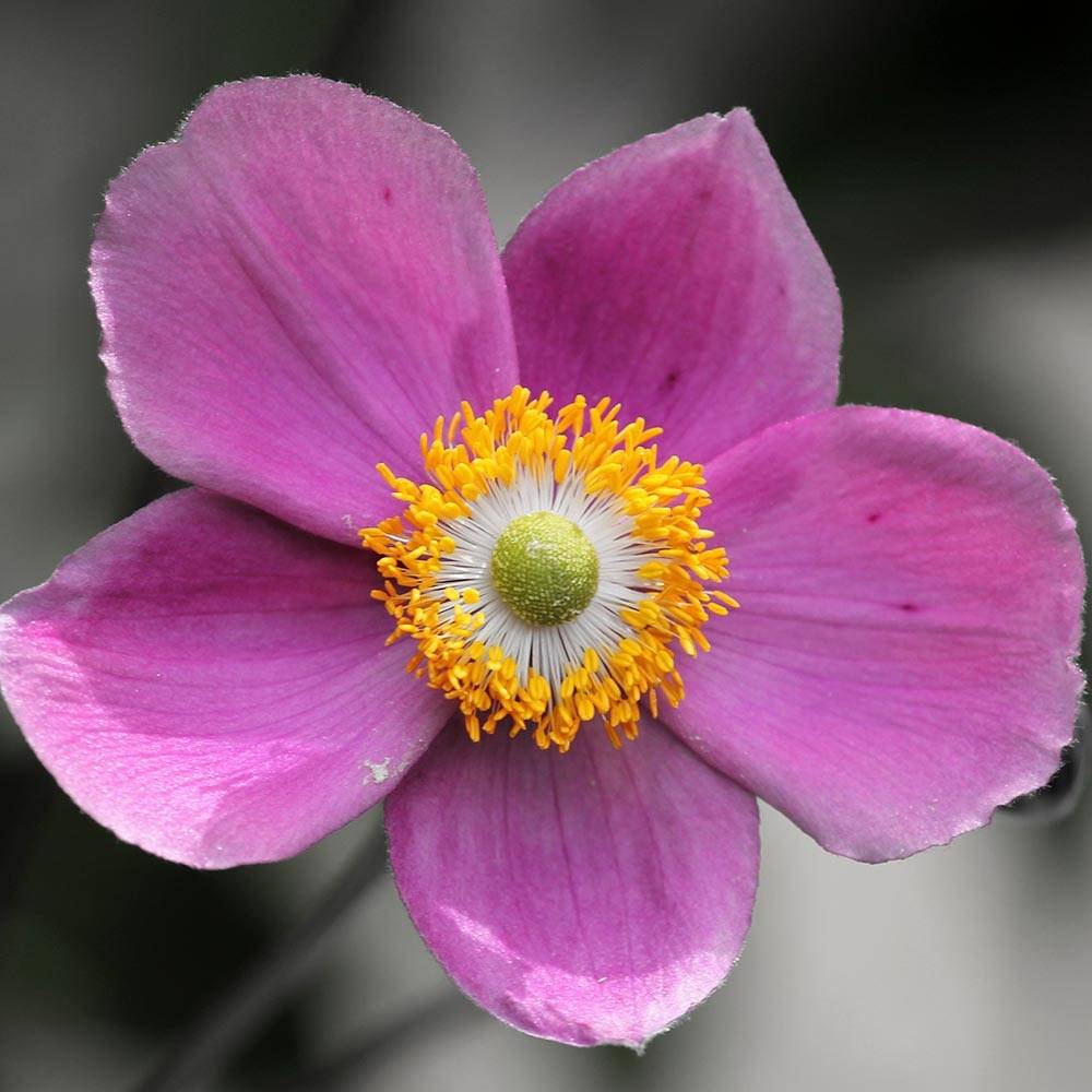 Anemone hupehensis Praecox Godet de 8/9 cm