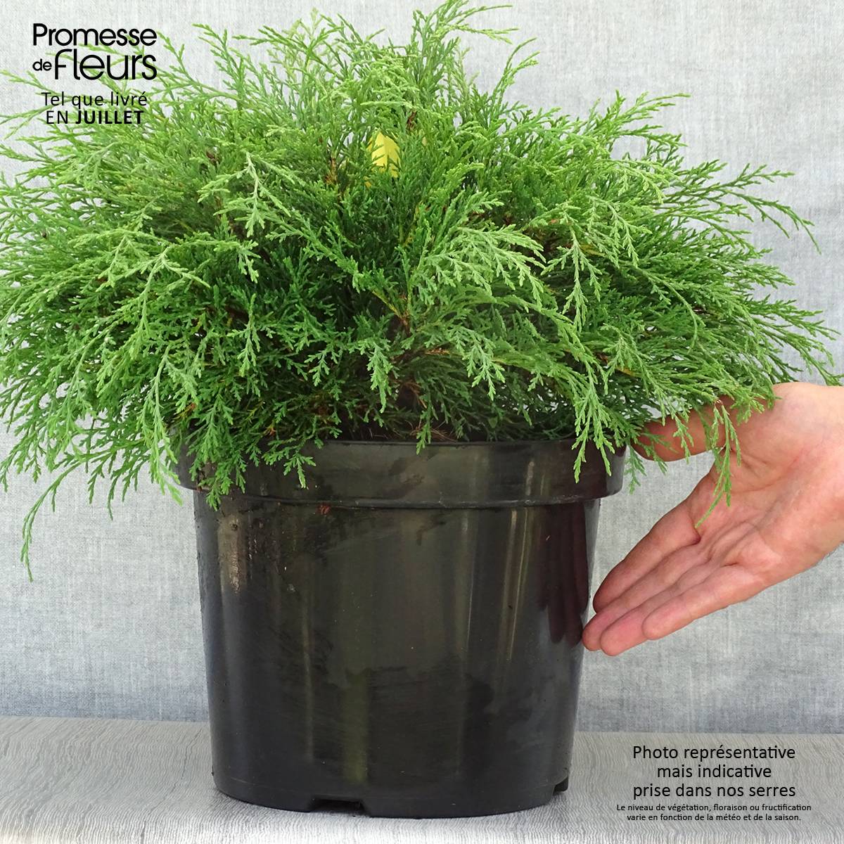 Cyprès rampant de Sibérie - Microbiota decussata Pot de 7,5L/10L - Image 2
