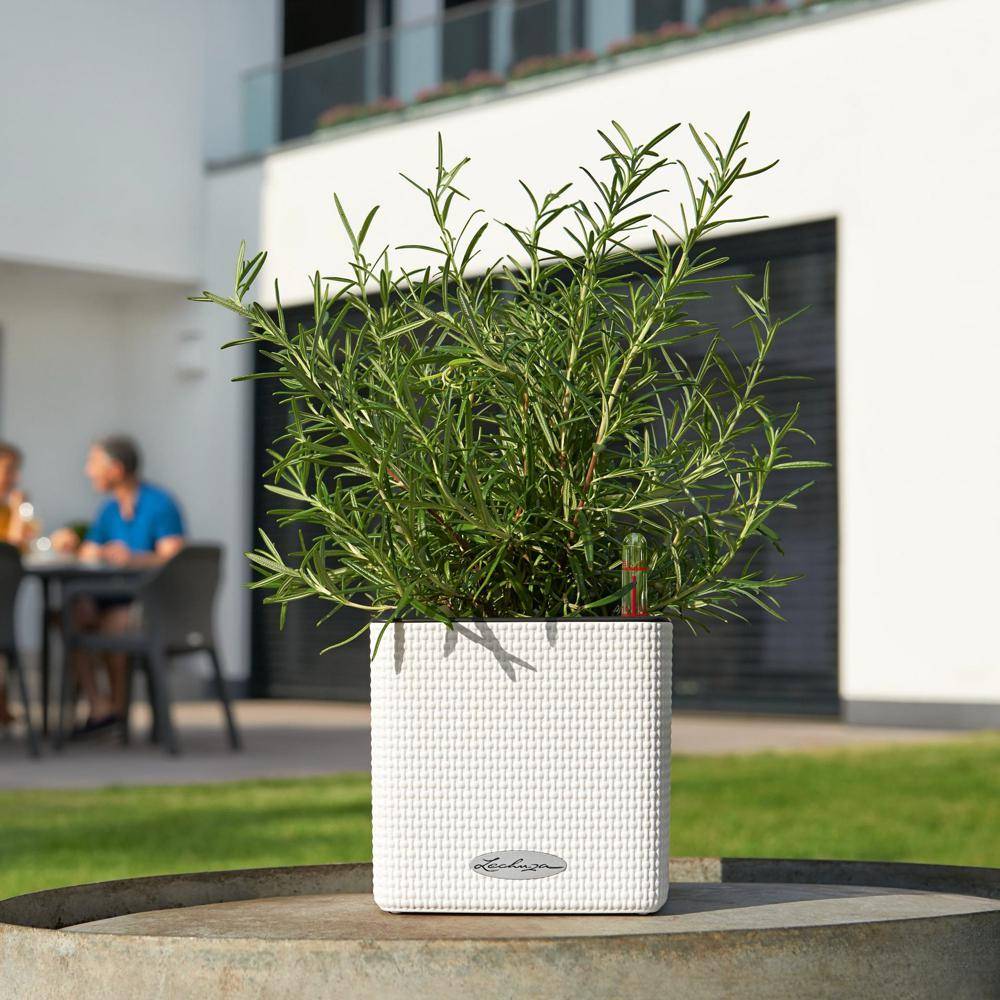 Lechuza - CUBE Color 14 - Kit Complet, blanc 14 cm Lechuza - Imagen 4