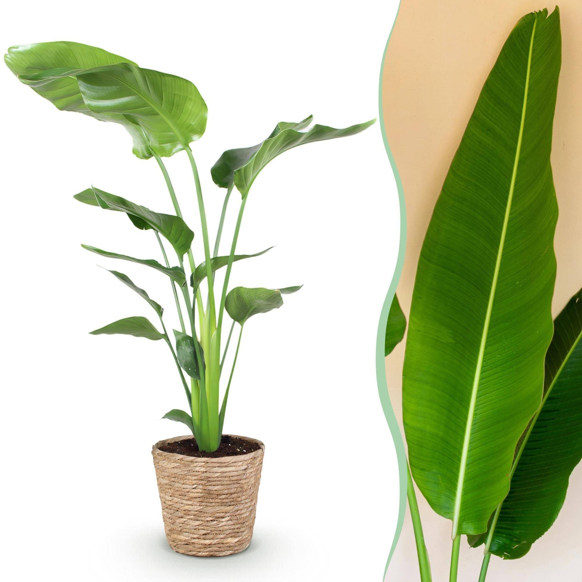 La Green Touch - Strelitzia Nicolai - D21 H120cm - Image 3
