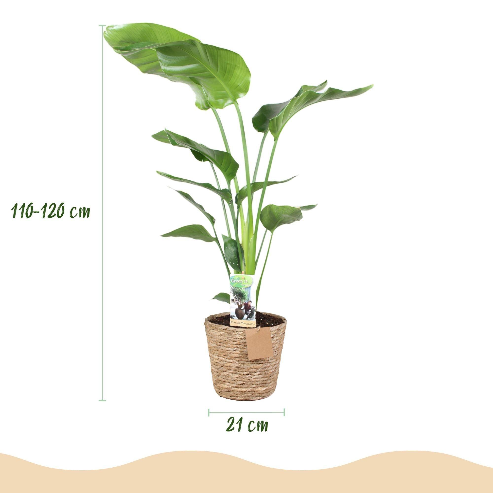 Strelitzia Nicolai - D21 H120cm - Image 2