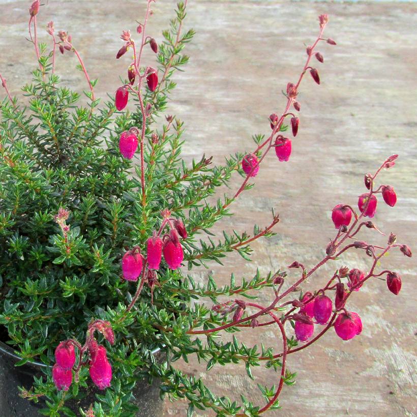 Daboecia scotica Goscote - Bruyère Pot de 12 cm / 13 cm