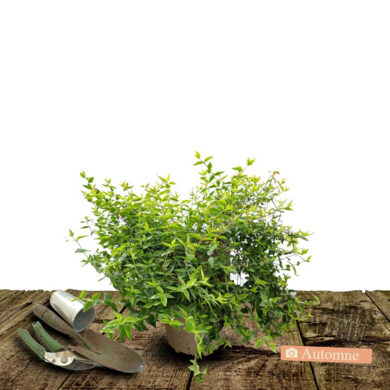 Abelia Kaleidoscope®, Abélia à grandes fleurs à fleurs Blanche - feuillage Persistant - Pot de 3L - 20/40 cm-  hauteur à maturité De 1,00 m à 1,50 m - Image 2