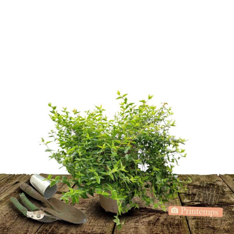 Abelia Kaleidoscope®, Abélia à grandes fleurs à fleurs Blanche - feuillage Persistant - Pot de 3L - 20/40 cm-  hauteur à maturité De 1,00 m à 1,50 m - Image 5