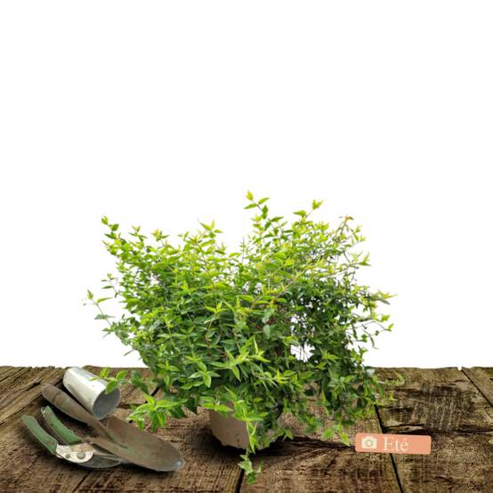 Abelia Kaleidoscope®, Abélia à grandes fleurs à fleurs Blanche - feuillage Persistant - Pot de 3L - 20/40 cm- hauteur à maturité De 1,00 m à 1,50 m - Image 3