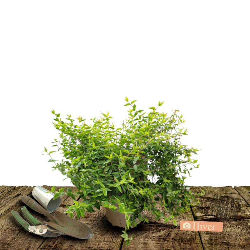 Abelia Kaleidoscope®, Abélia à grandes fleurs à fleurs Blanche - feuillage Persistant - Pot de 3L - 20/40 cm-  hauteur à maturité De 1,00 m à 1,50 m - Image 4