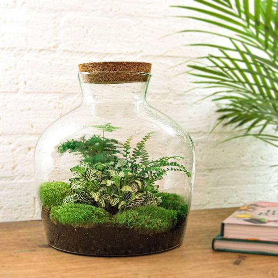 Grand Terrarium en Kit Hanoi - D30 H30cm - Image 1