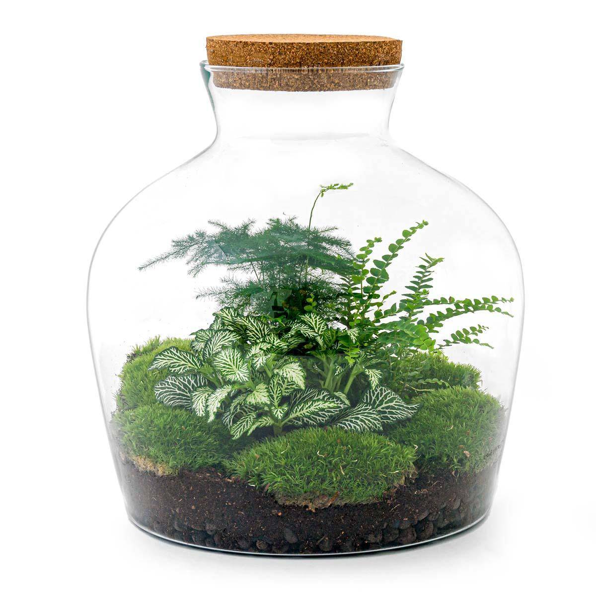 Grand Terrarium en Kit Hanoi - D30 H30cm - Image 2