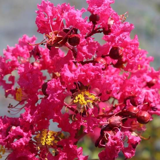 Lagerstroemia indica Saint Emilion - Lilas des Indes Pot de 3L/4L - Image 1