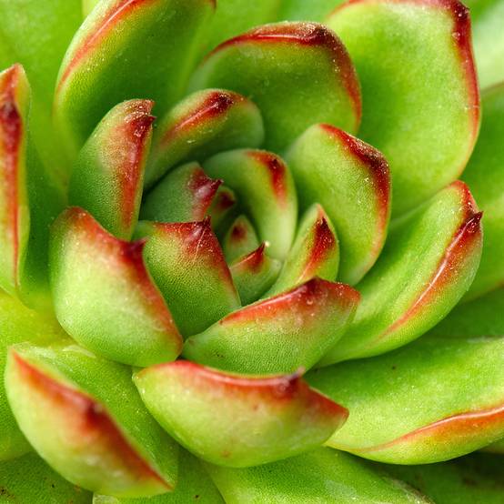 Echeveria agavoides Red Tip Mini-plante