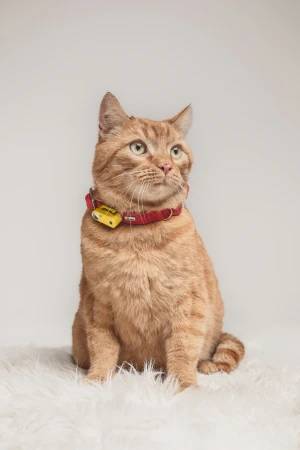 Mini Cat Tickless - Marigold - Image 3
