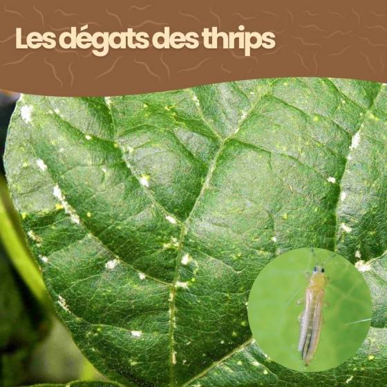 achatnature - Nématodes SF contre thrips - 5 millions - 25 pots - Image 5