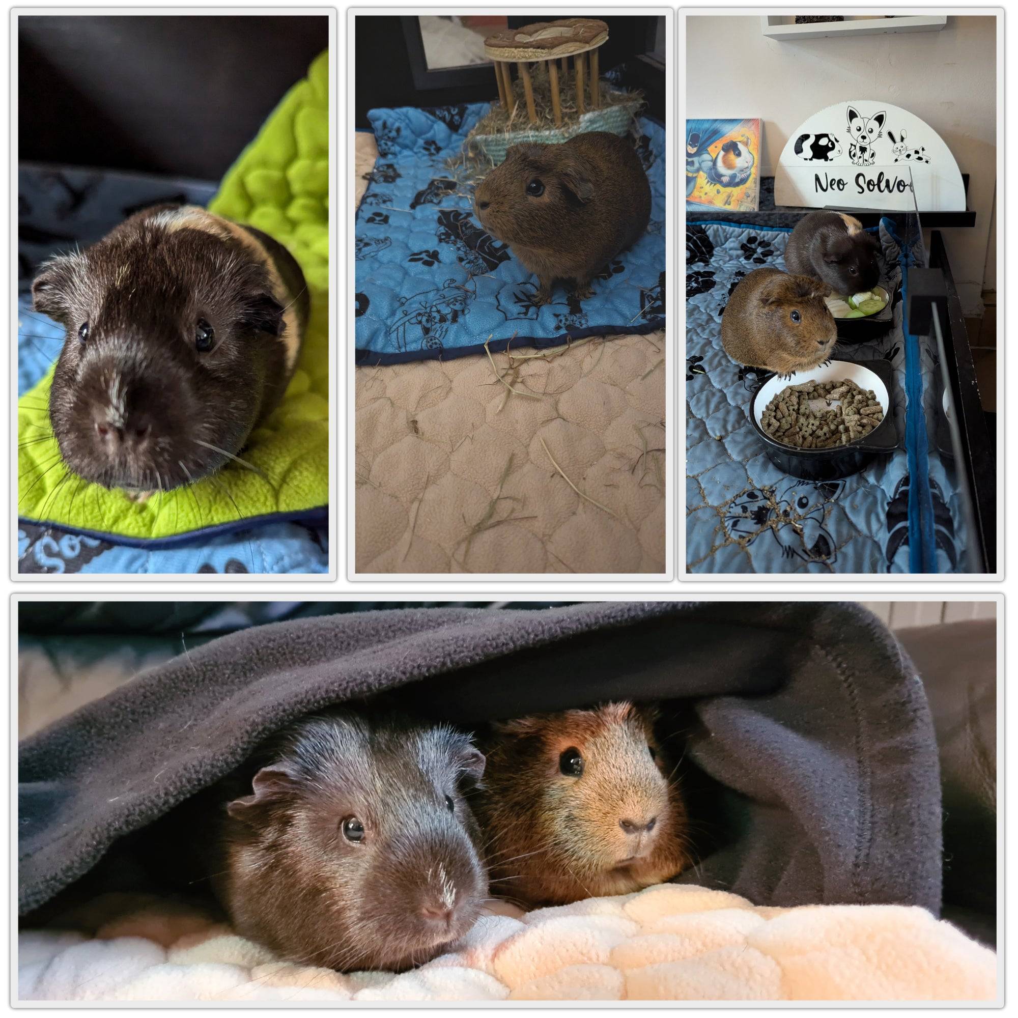 Lot de 2 - Tapis qui remplace la Litière pour Cochon d'Inde et Lapin  - Absorbant, Imperméable, Passe en Machine 70 x 35 cm - Neo Solvo - Image 5