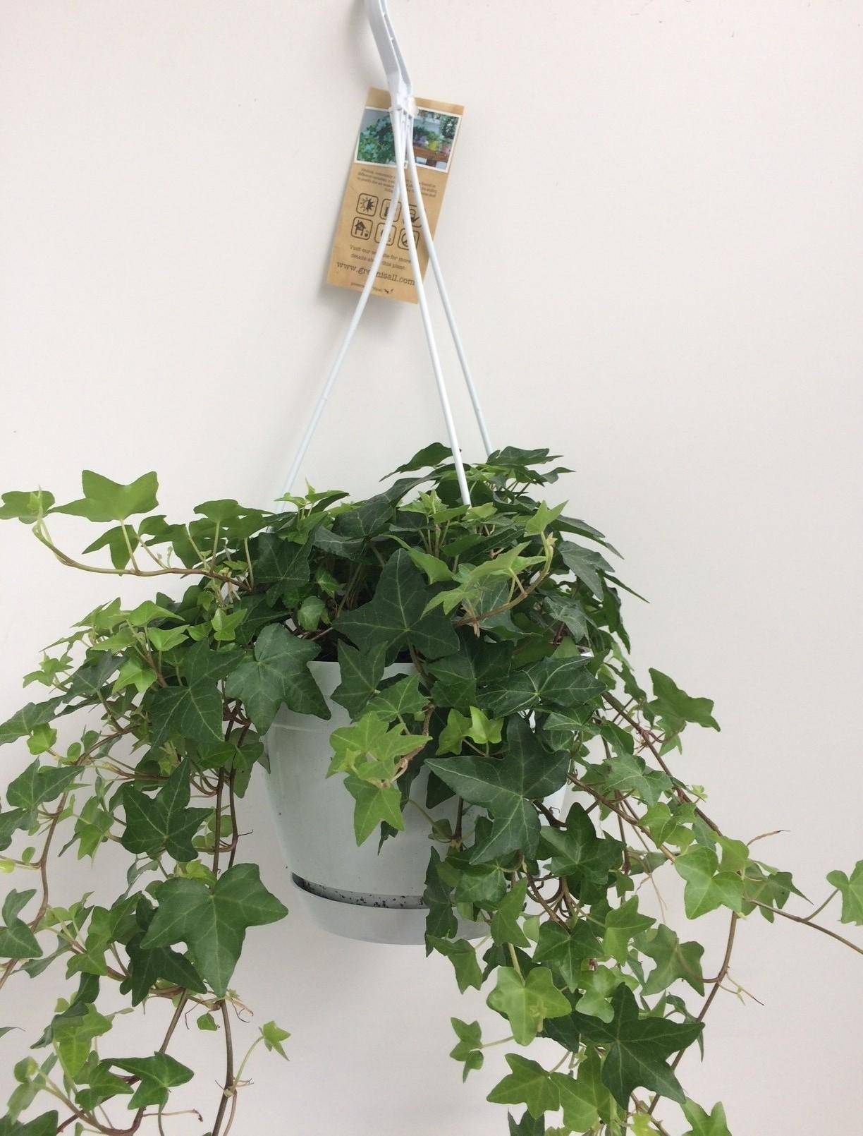 Hedera Helix Vert - D17
