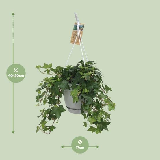 La Green Touch - Hedera Helix Vert - D17 - Image 4
