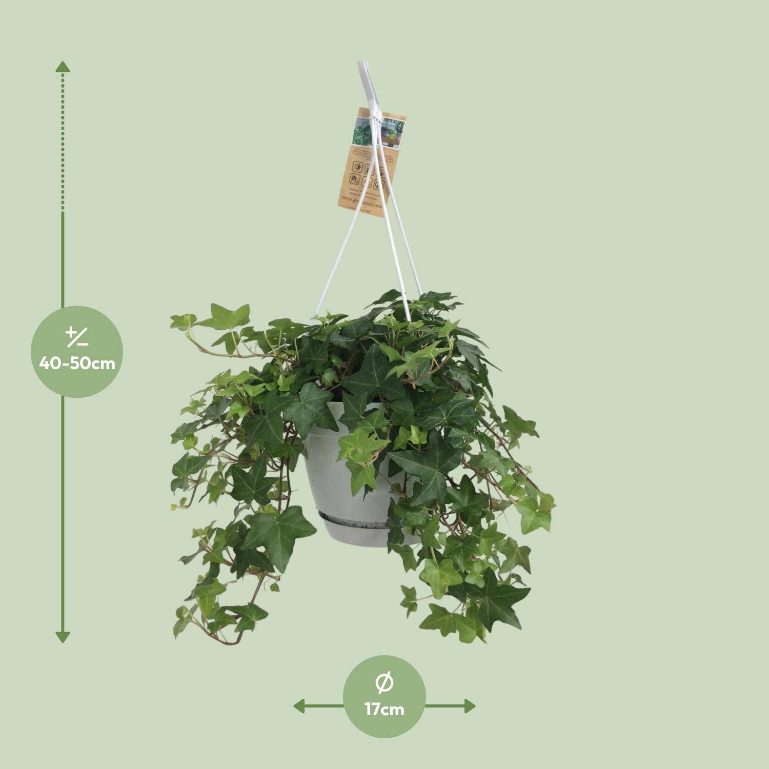 La Green Touch - Hedera Helix Vert - D17 - Image 4