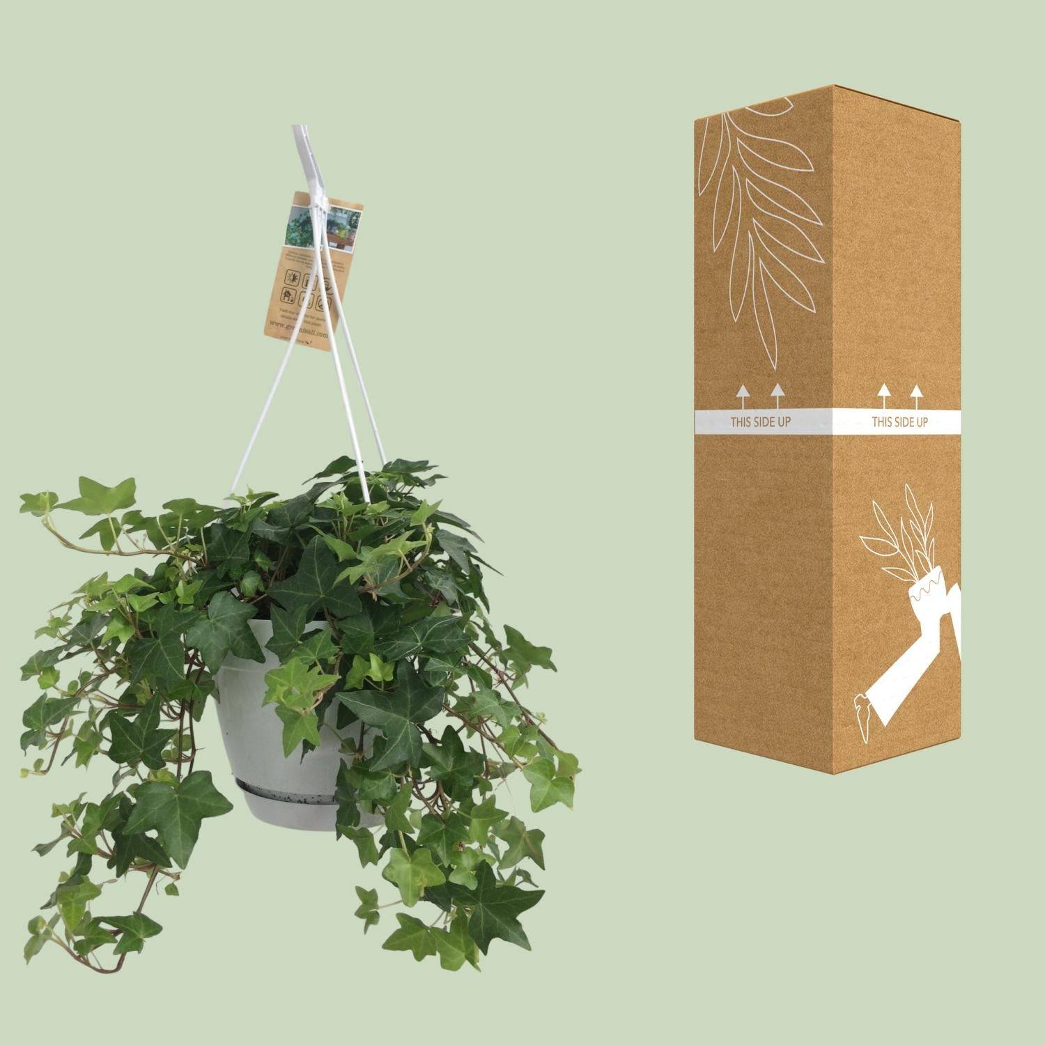 La Green Touch - Hedera Helix Vert - D17 - Image 5
