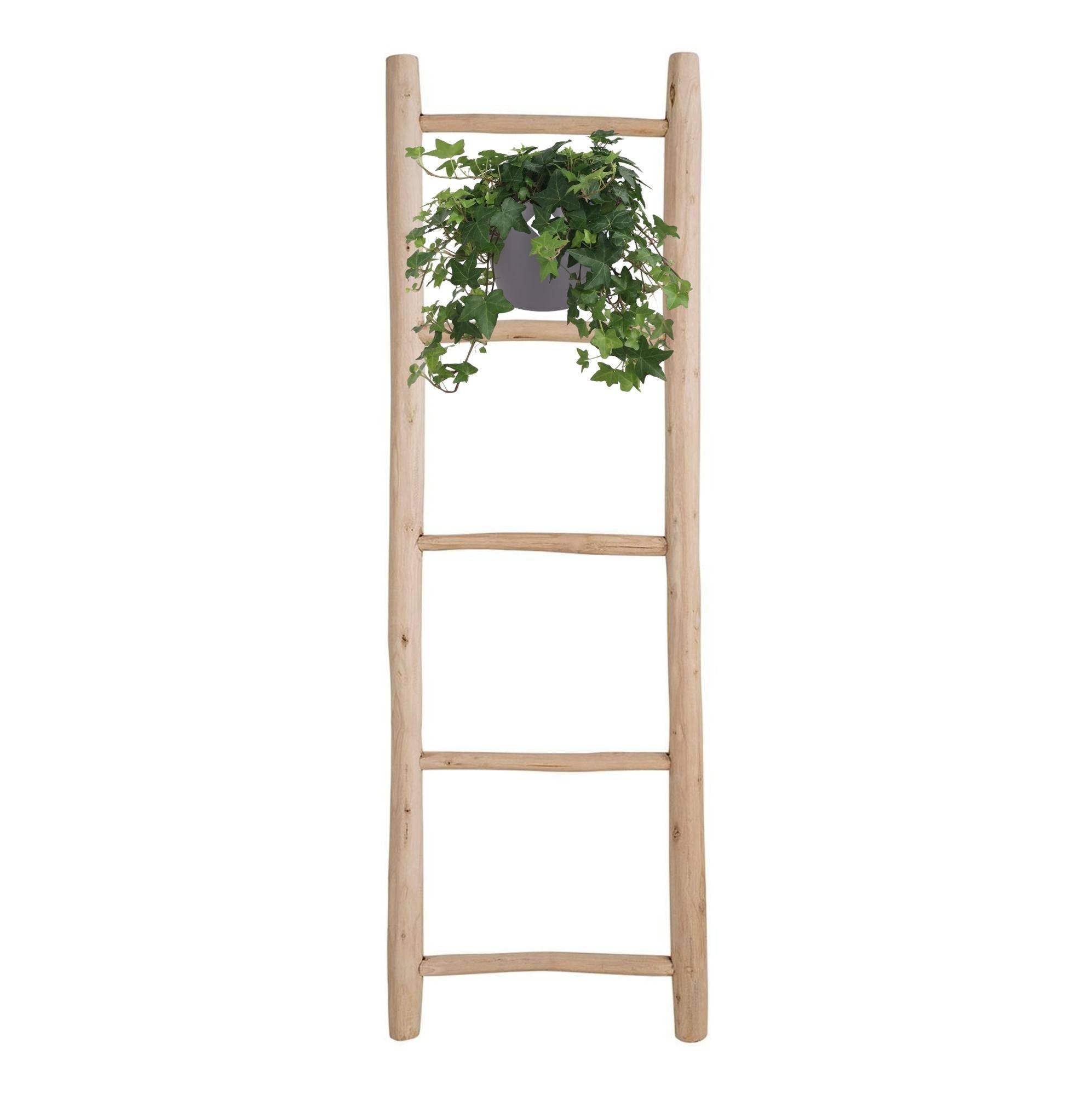 La Green Touch - Hedera Helix Vert - D17 - Image 3
