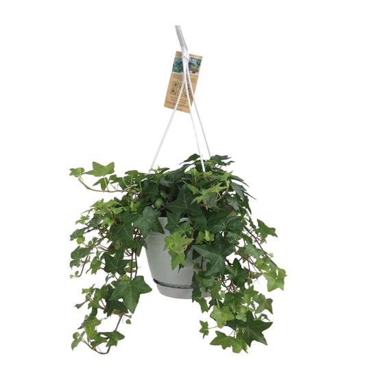 La Green Touch - Hedera Helix Vert - D17 - Image 2