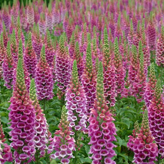 Graines de Digitale Candy Mountain - Digitalis purpurea le sachet de 30 graines environ