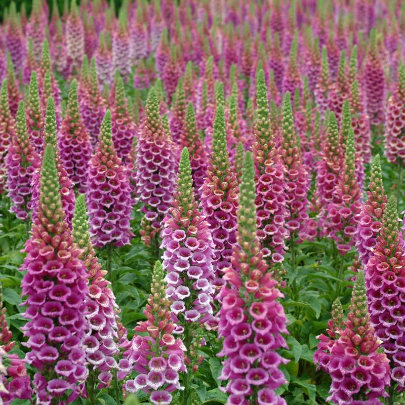 Graines de Digitale Candy Mountain - Digitalis purpurea le sachet de 30 graines environ