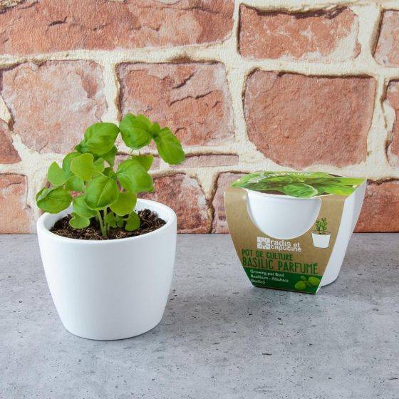 Radis et Capucine - Radis et Capucine - Pot de culture en céramique - Basilic Grand vert - 8 cm - Imagen 2