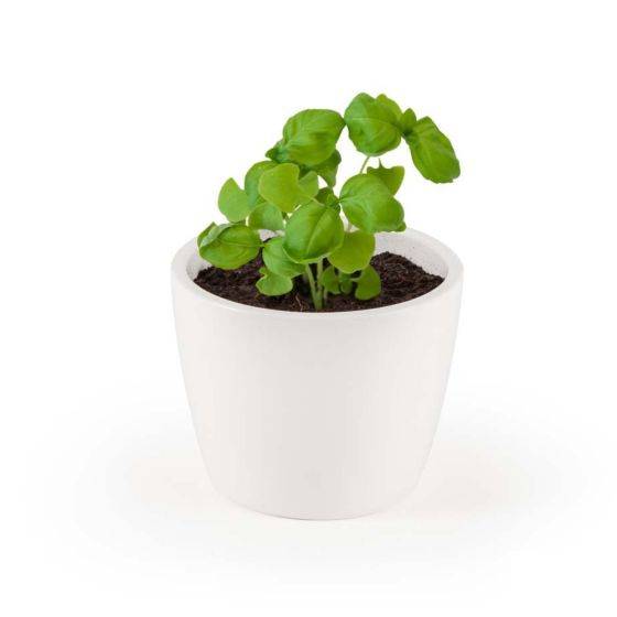 Radis et Capucine - Radis et Capucine - Pot de culture en céramique - Basilic Grand vert - 8 cm - Imagen 4