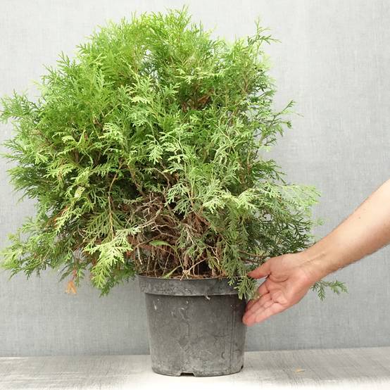 Promesse de Fleurs - Thuja occidentalis Danica Aurea - Thuya du Canada Pot de 7,5L/10L - Image 2