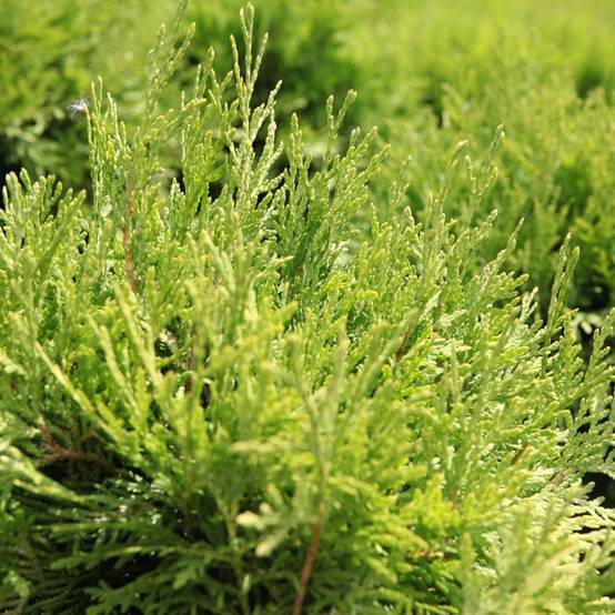 Promesse de Fleurs - Thuja occidentalis Danica Aurea - Thuya du Canada Pot de 7,5L/10L - Image 1