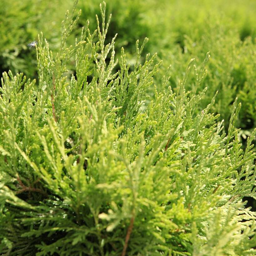 Promesse de Fleurs - Thuja occidentalis Danica Aurea - Thuya du Canada Pot de 7,5L/10L - Image 1