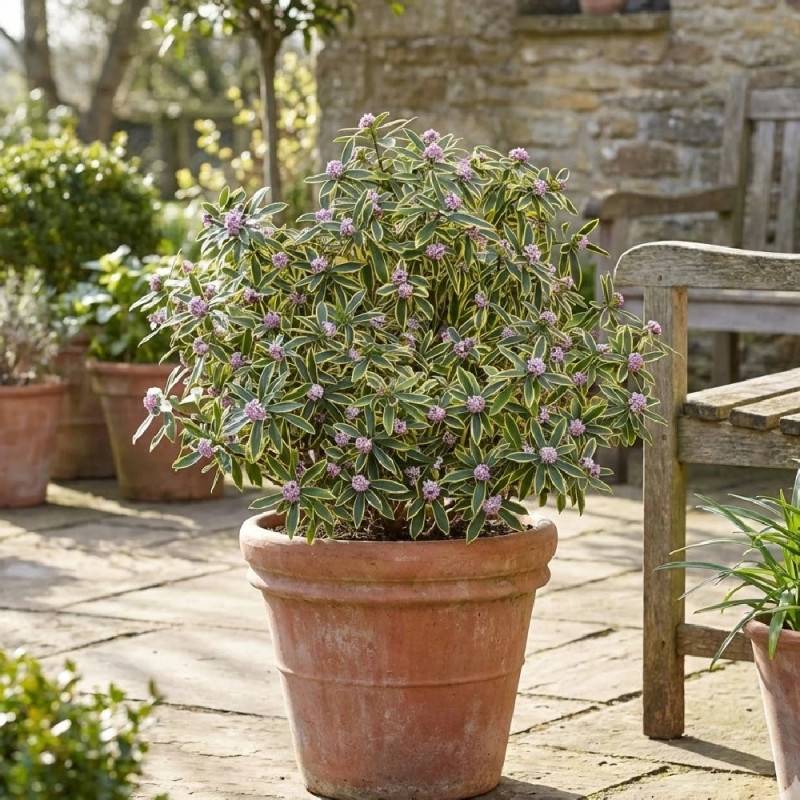 Daphne Marianni® 'Rogbret', Daphné panaché à fleurs Rose - feuillage Persistant - Godet - 5/20 cm-  hauteur à maturité De 1,00 m à 1,50 m - Imagen 2