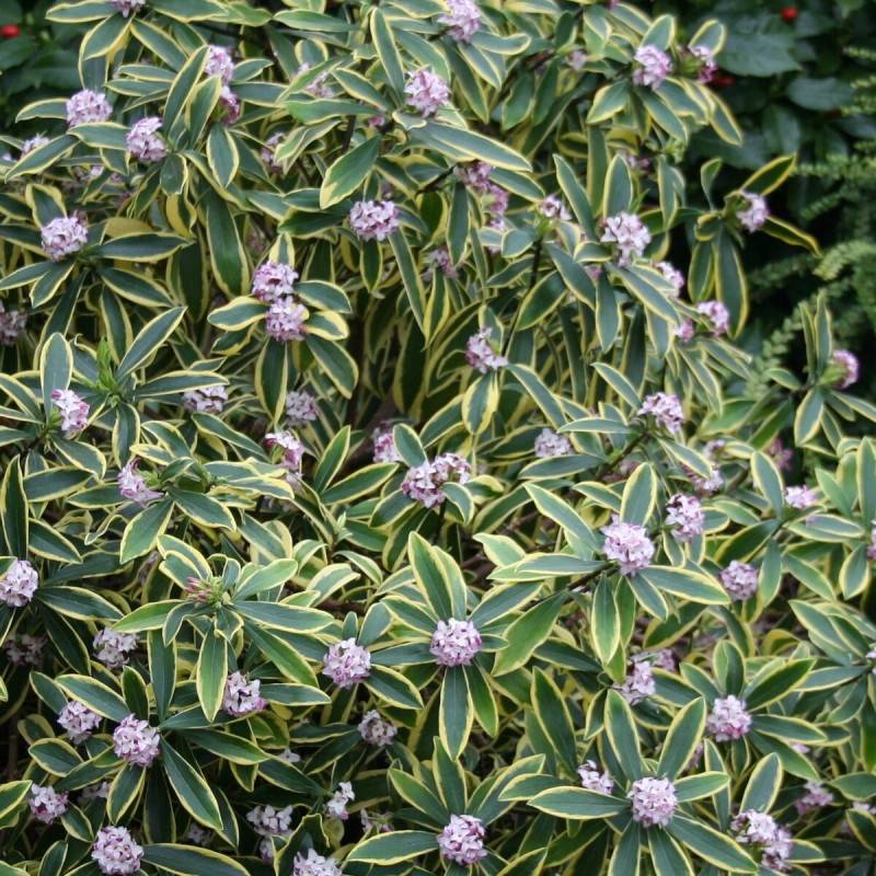Daphne Marianni® 'Rogbret', Daphné panaché à fleurs Rose - feuillage Persistant - Godet - 5/20 cm-  hauteur à maturité De 1,00 m à 1,50 m - Imagen 1